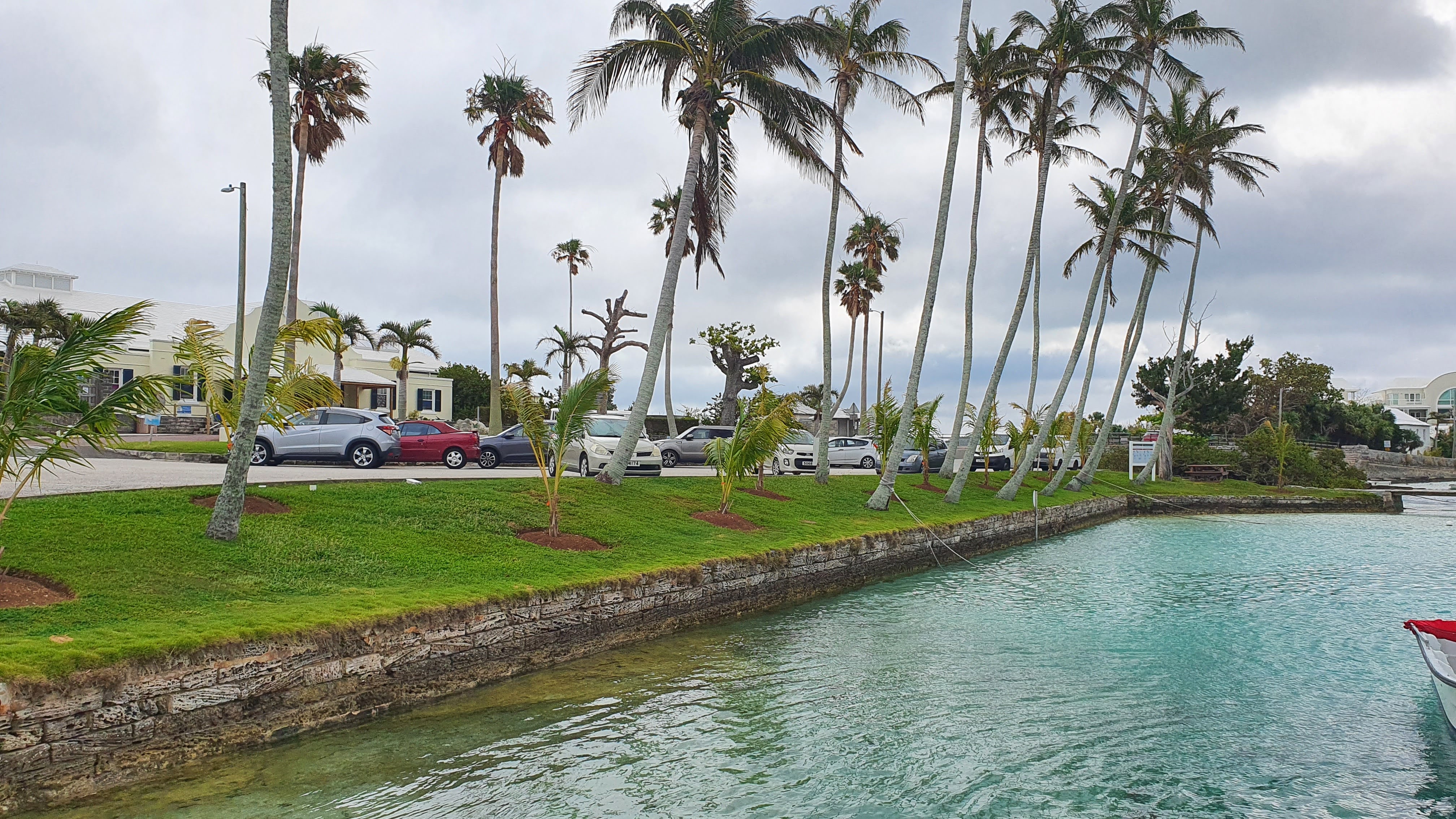 Young Coconut Palms 1.jpg